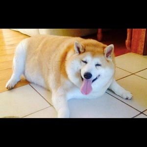 Meet your Posher, Bob